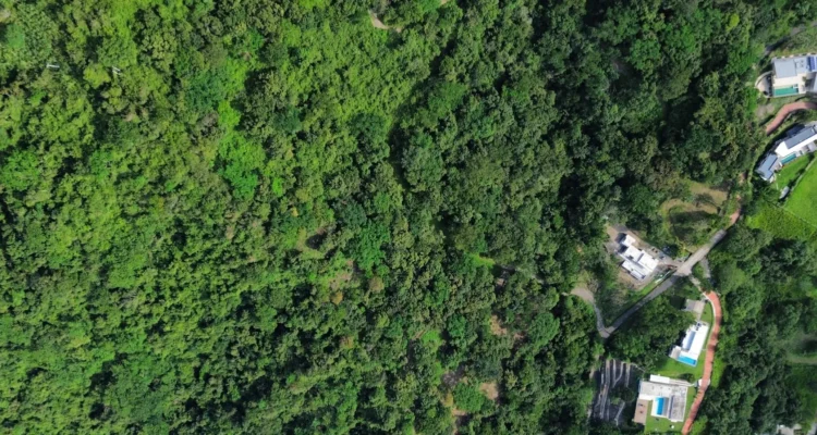 pulmones verdes montes